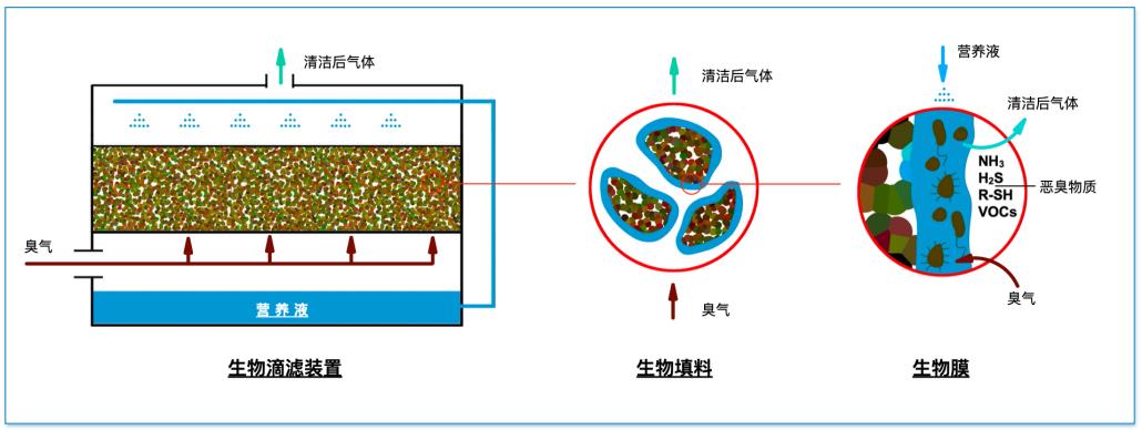 生物滴滤除臭的技术原理